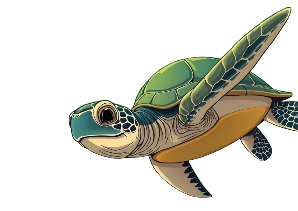 Kuku Turtle