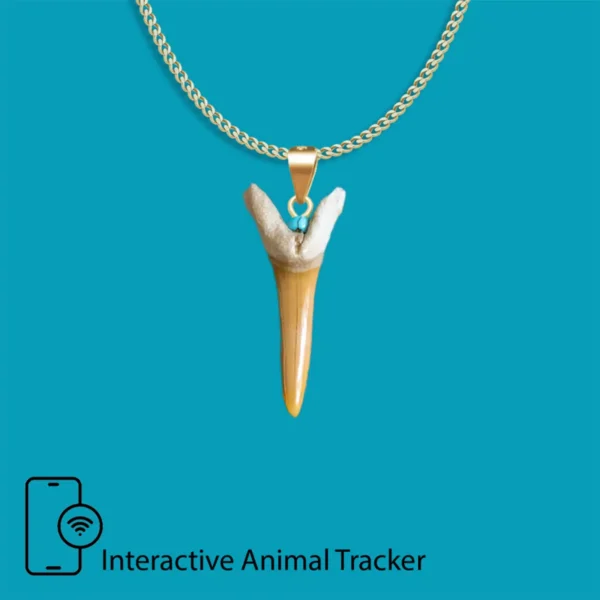 Kukudushi Shark tooth