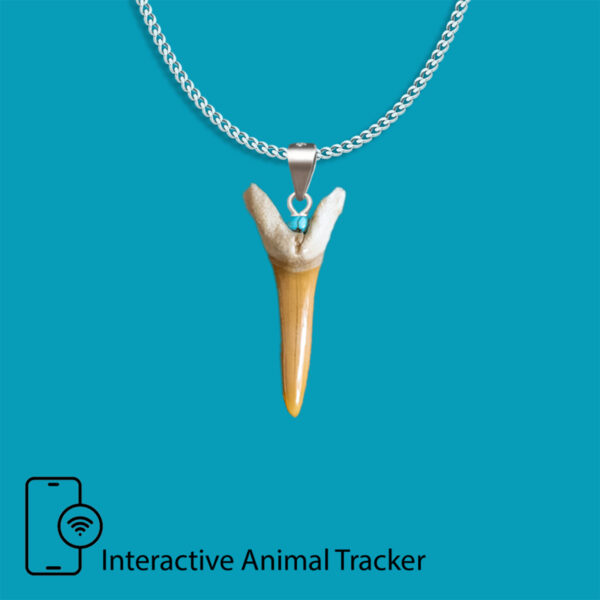 Kukudushi Shark tooth - Image 3