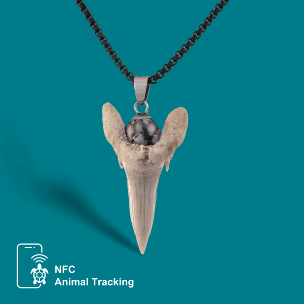 Kukudushi Shark tooth - Image 4