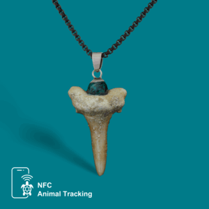 Kukudushi Shark tooth