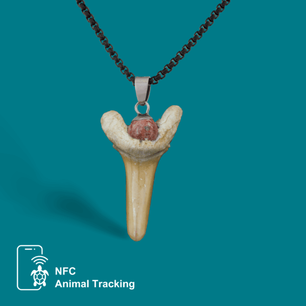 Kukudushi Shark tooth - Image 2