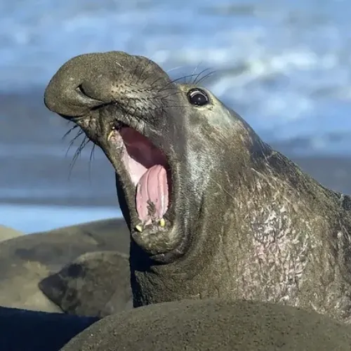 seal tracking