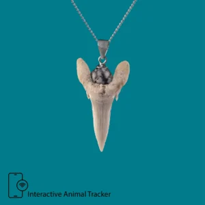Kukudushi Shark tooth