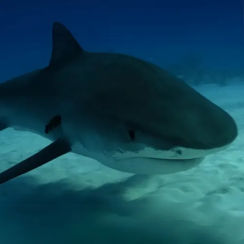 shark tracking