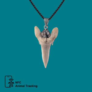 Kukudushi Shark tooth