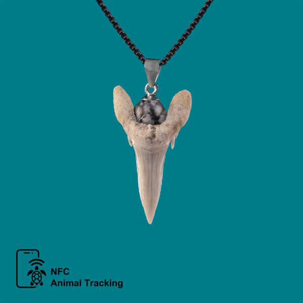 Kukudushi Shark tooth