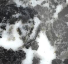 Zebra Jasper