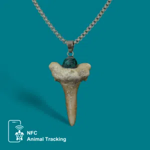 Shark Tooth Necklace